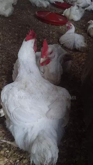 Contact Life Broiler Chicken Weighing 3-4kg