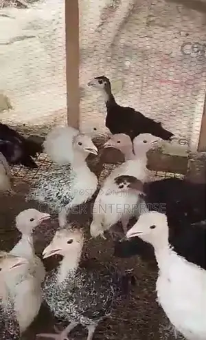 4 Weeks / One Month Old Local and Hybrid Turkeys Available