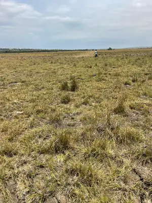 Waterlogged-Free Land for Sale (100x100)
