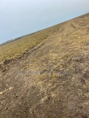 Reward Your Sweat With a Plot of Land at Tsopoli