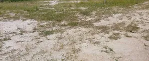 Genuine and Neat Beach View Lands
