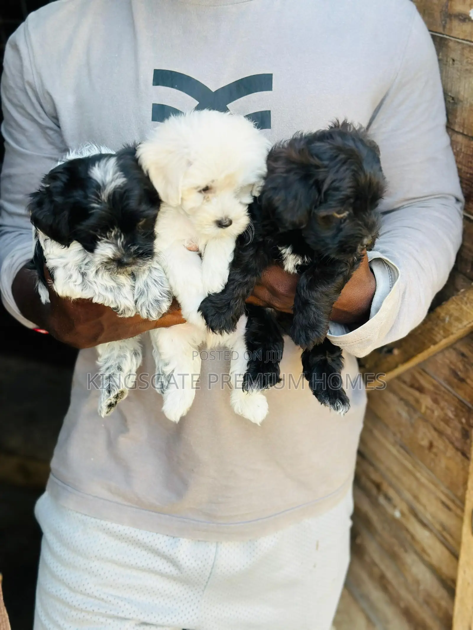 0-1 month Female Purebred Maltese