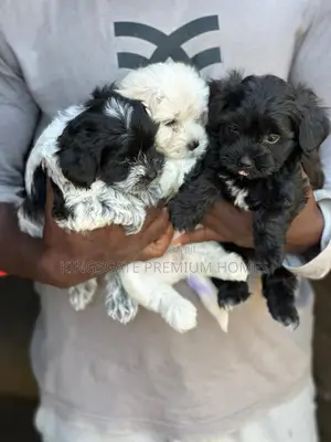 0-1 month Female Purebred Maltese