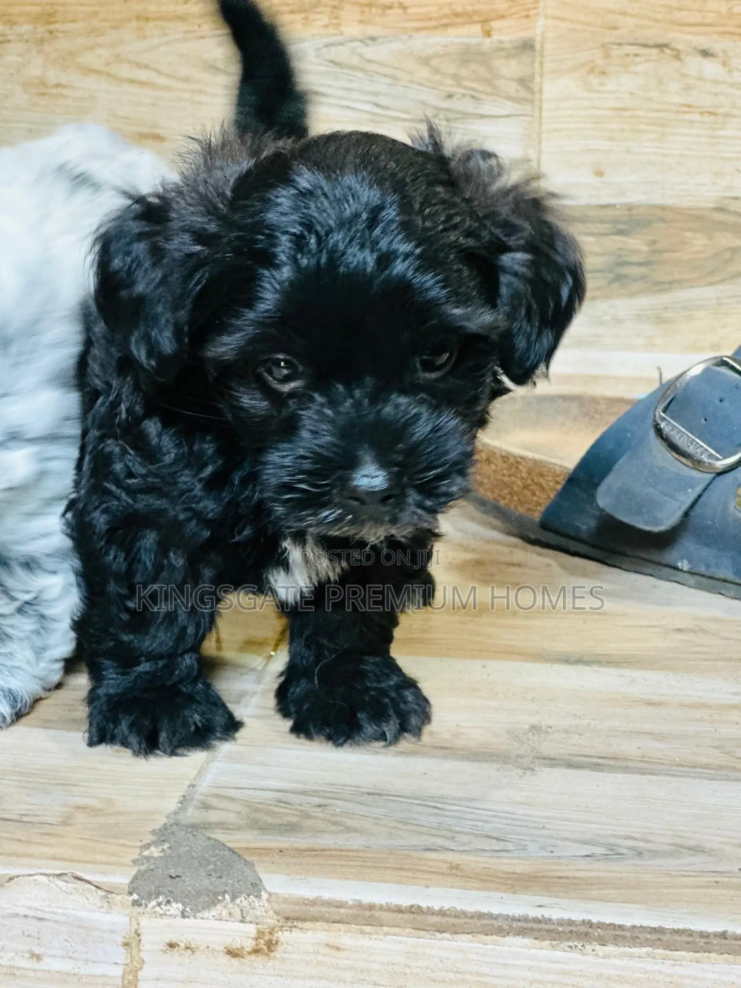 0-1 month Female Purebred Maltese