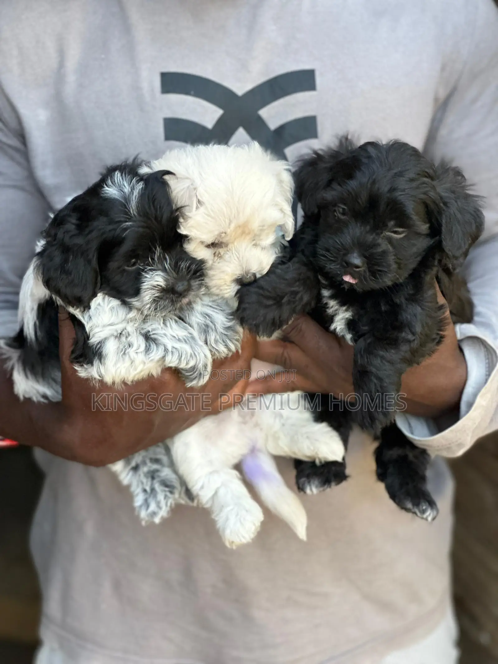 0-1 month Female Purebred Maltese