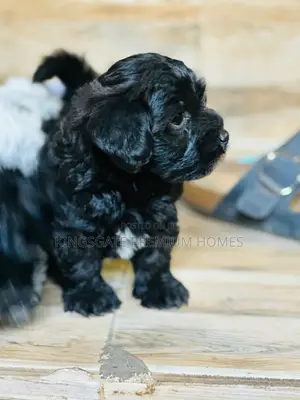 0-1 month Female Purebred Maltese