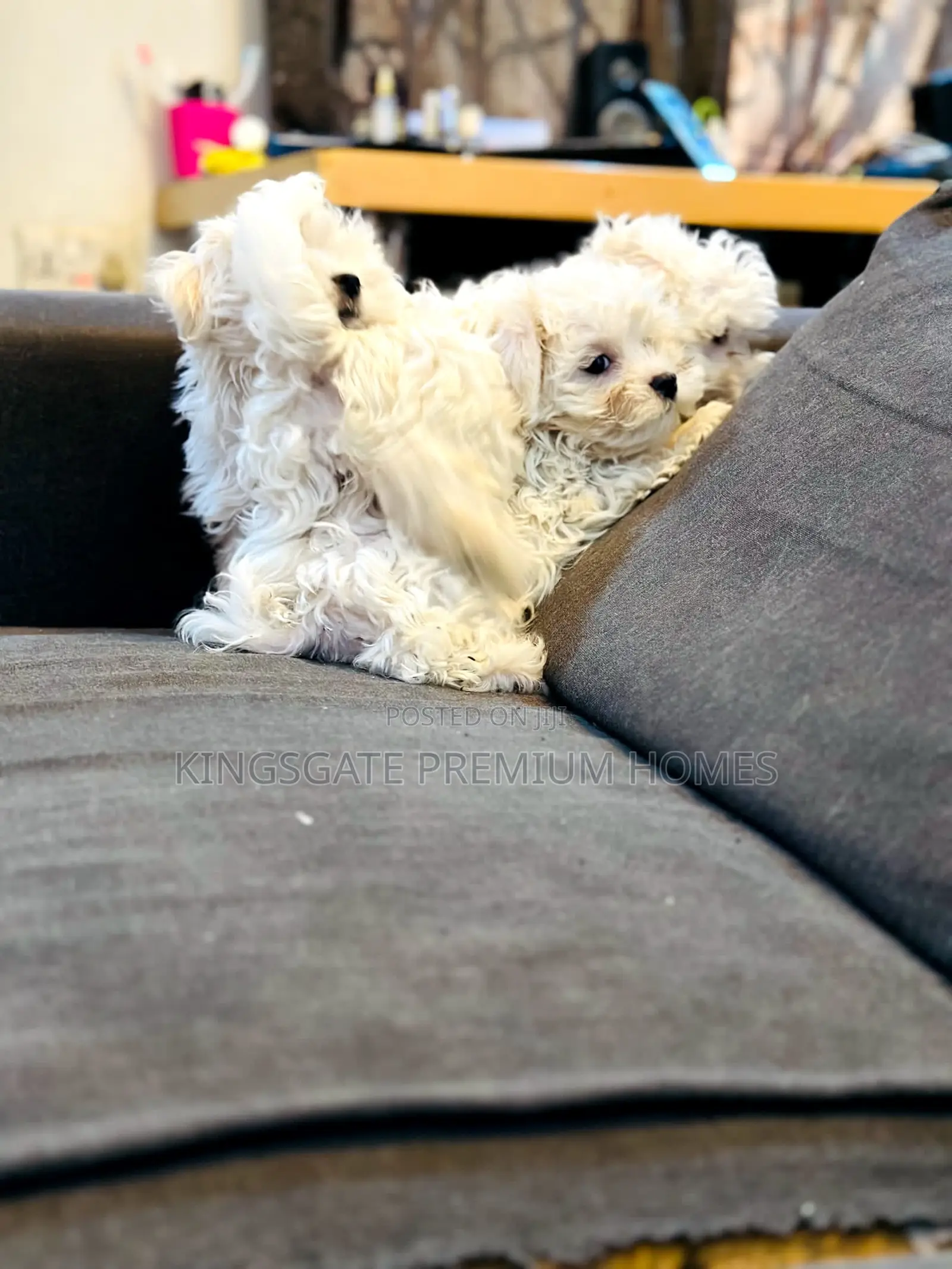 0-1 month Female Purebred Maltese