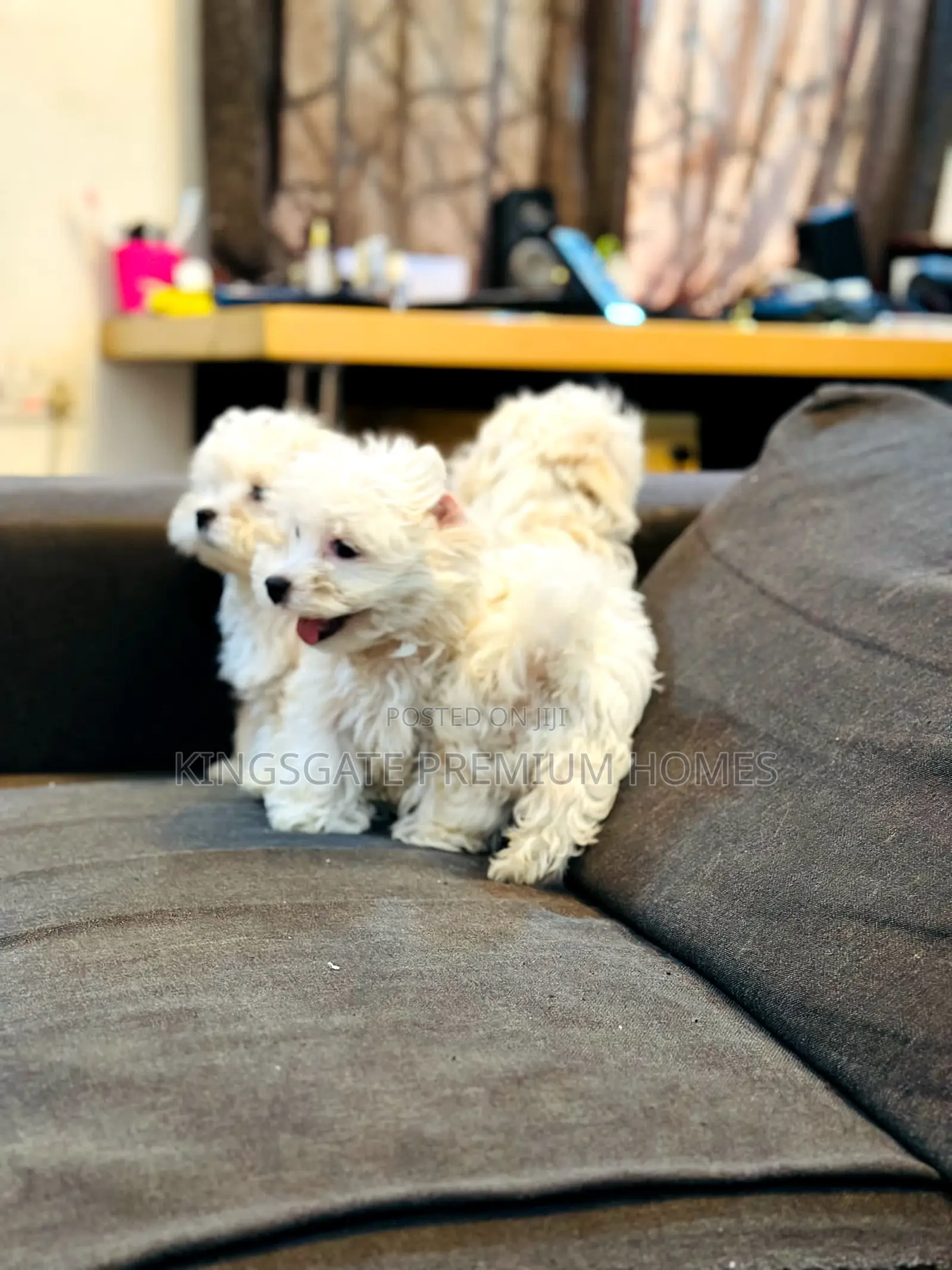 0-1 month Female Purebred Maltese