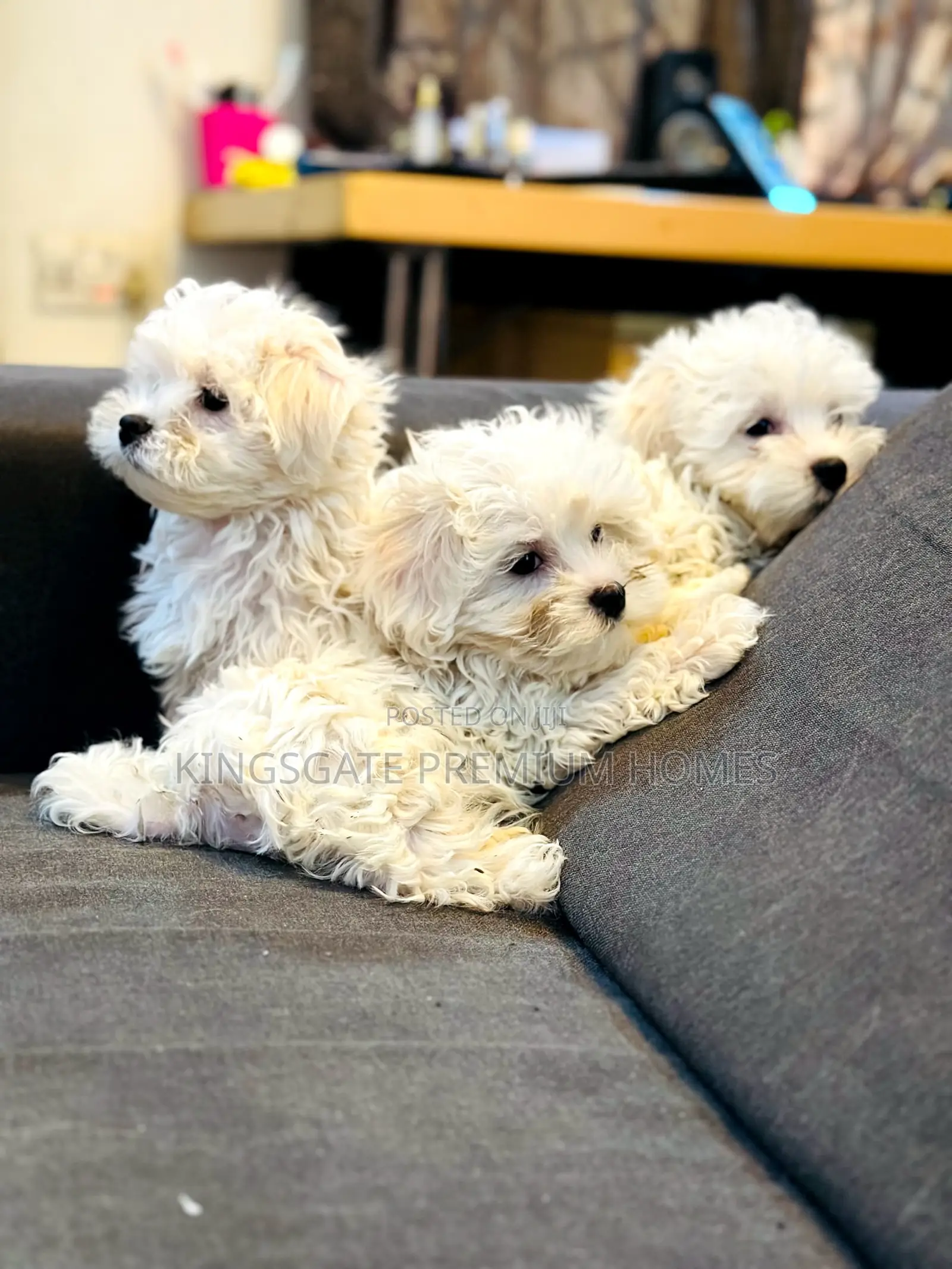 0-1 month Female Purebred Maltese