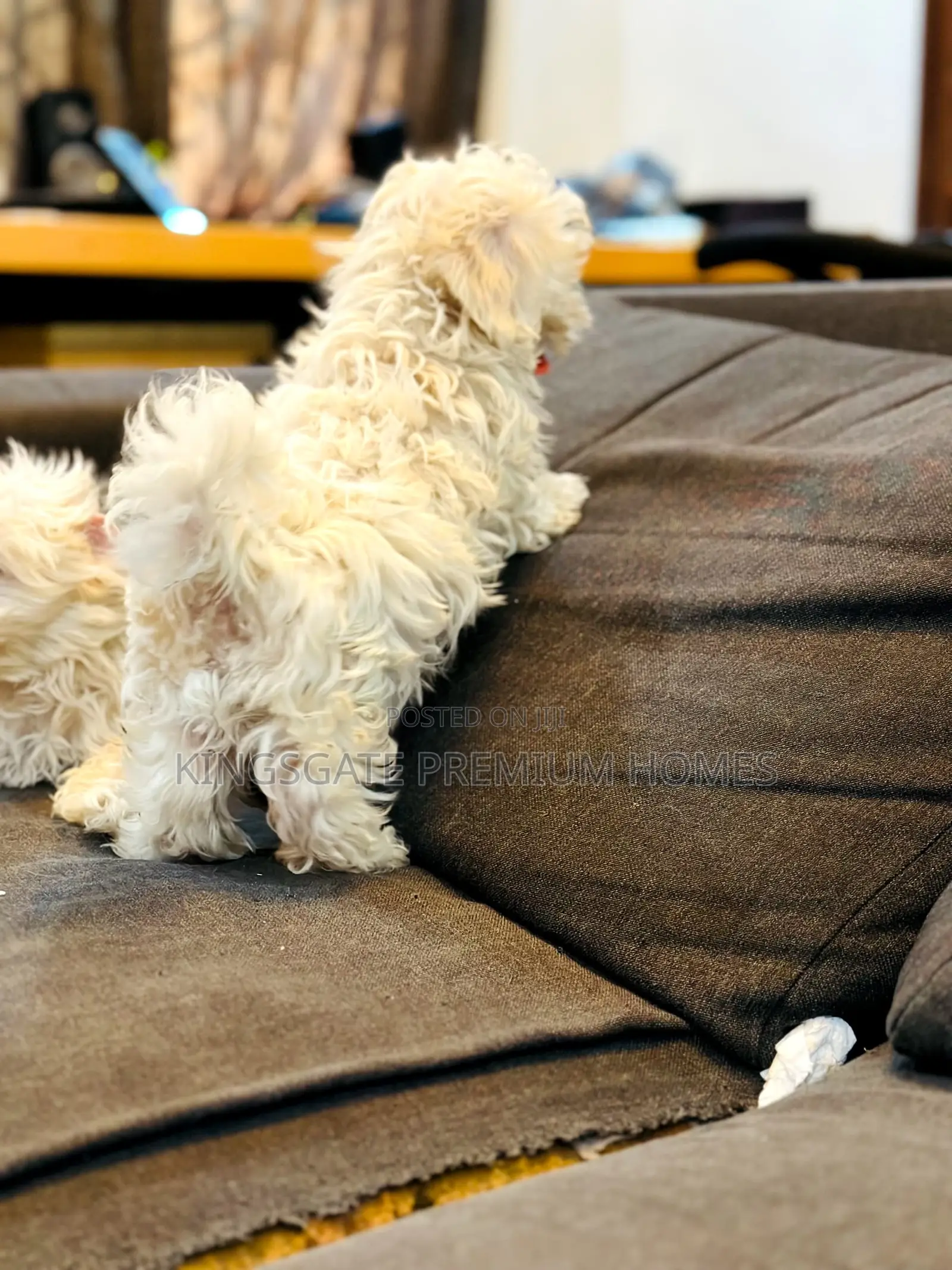 0-1 month Female Purebred Maltese