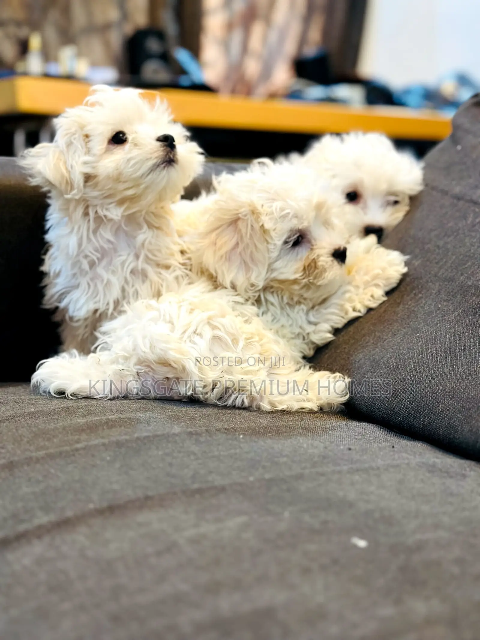0-1 month Female Purebred Maltese