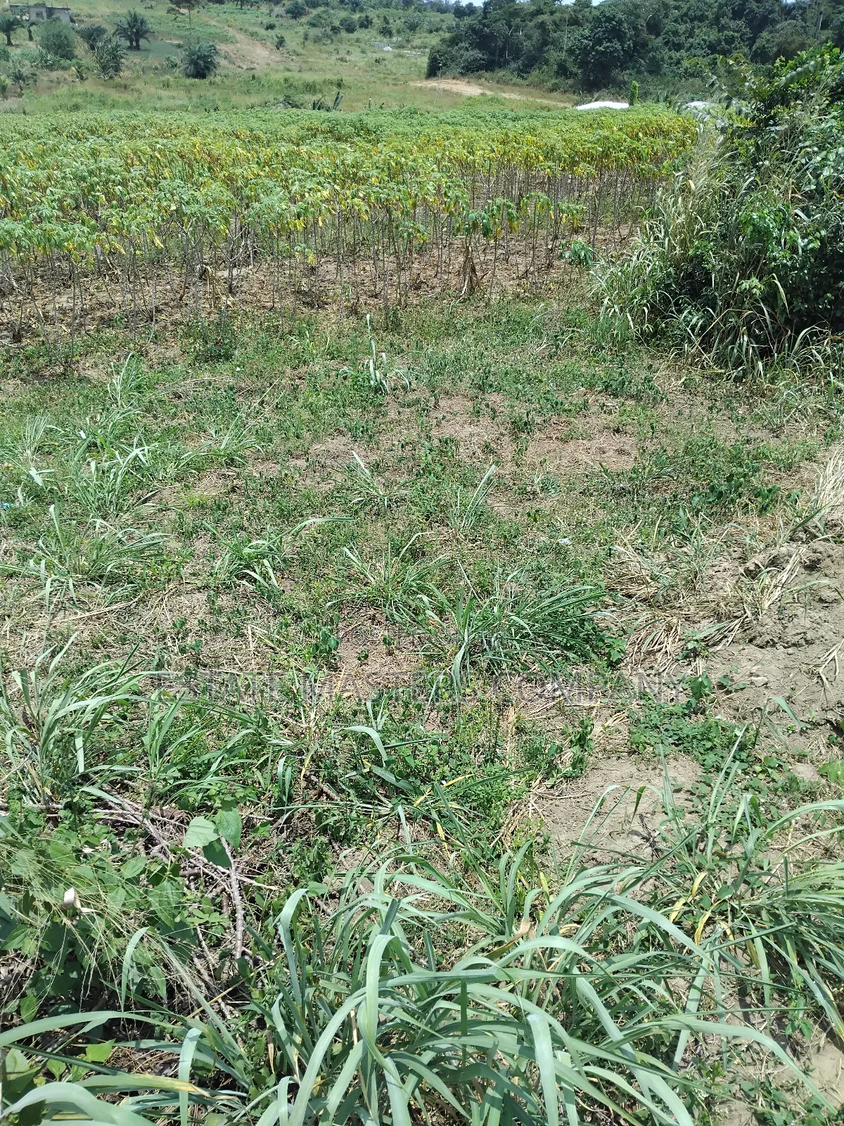 Green Land to Build