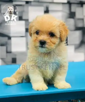 1-3 months Male Purebred Poodle
