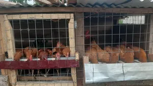 Organic Poultry