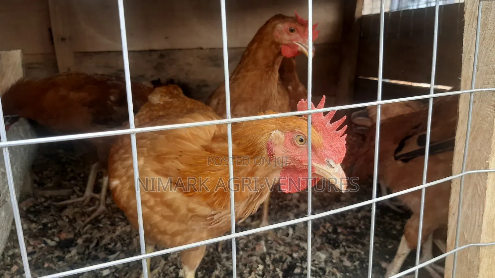 Organic Poultry
