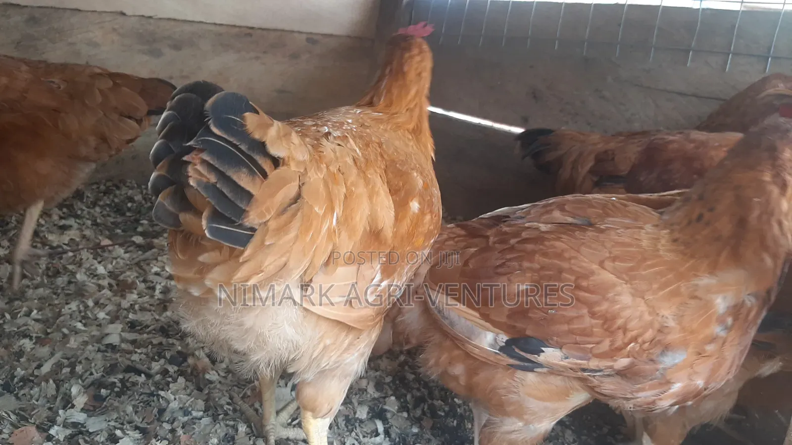 Organic Poultry