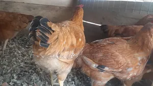 Organic Poultry