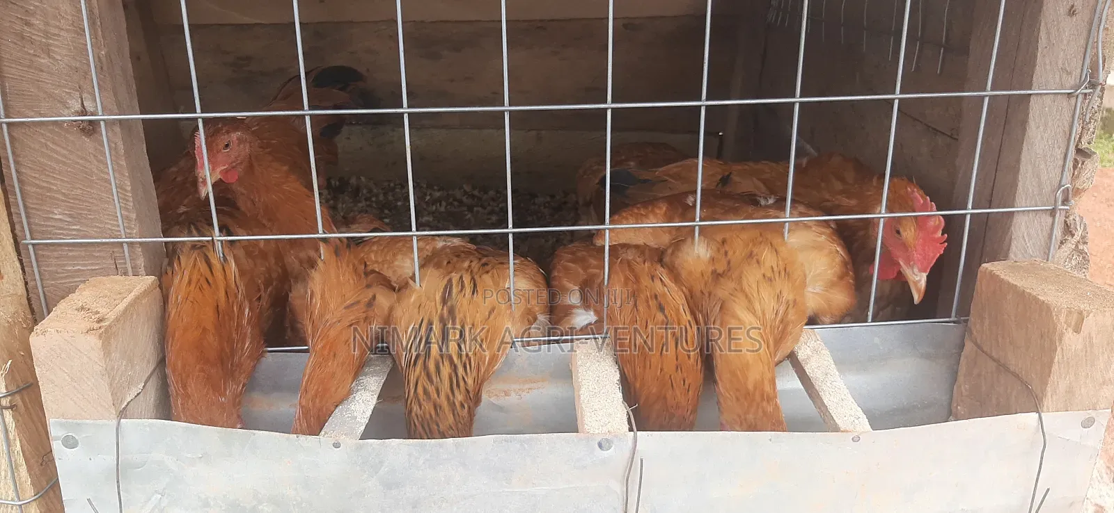 Organic Poultry