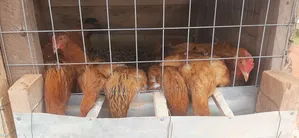 Organic Poultry