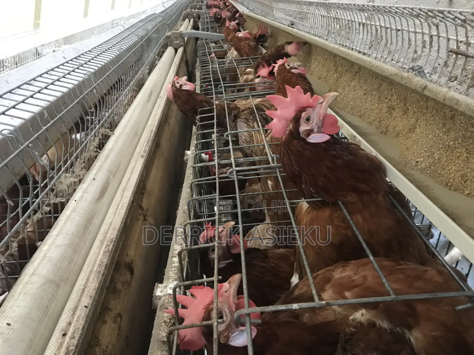 4 Tiers Battery Cage System