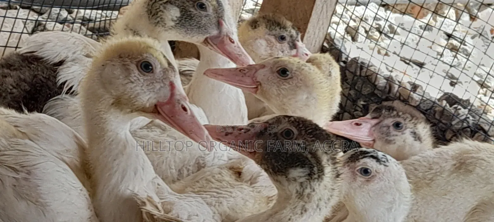 Ducklings for Sale (French Muscovy Pure Breed)
