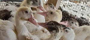 Ducklings for Sale (French Muscovy Pure Breed)