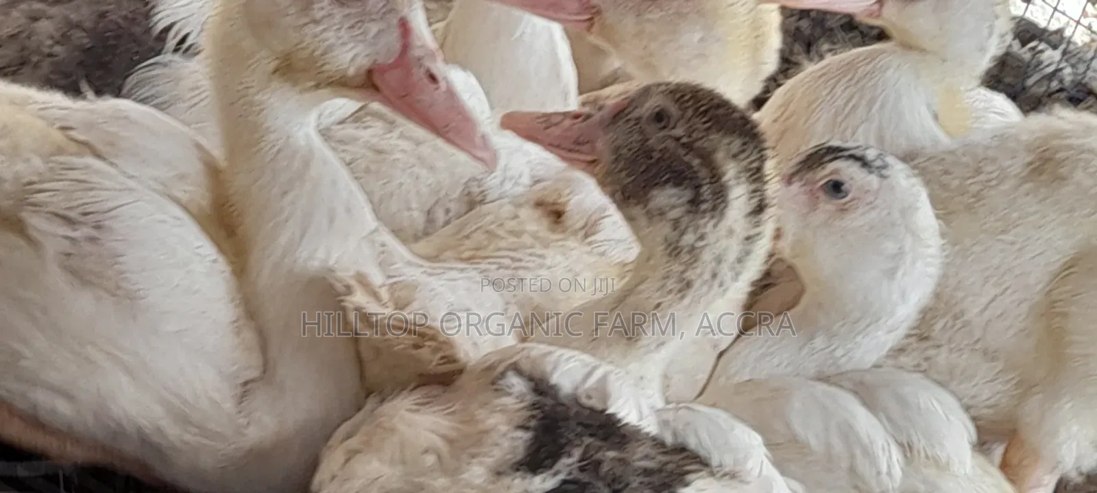 Ducklings for Sale (French Muscovy Pure Breed)