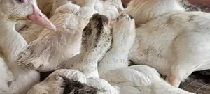 Ducklings for Sale (French Muscovy Pure Breed)