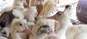 Ducklings for Sale (French Muscovy Pure Breed)