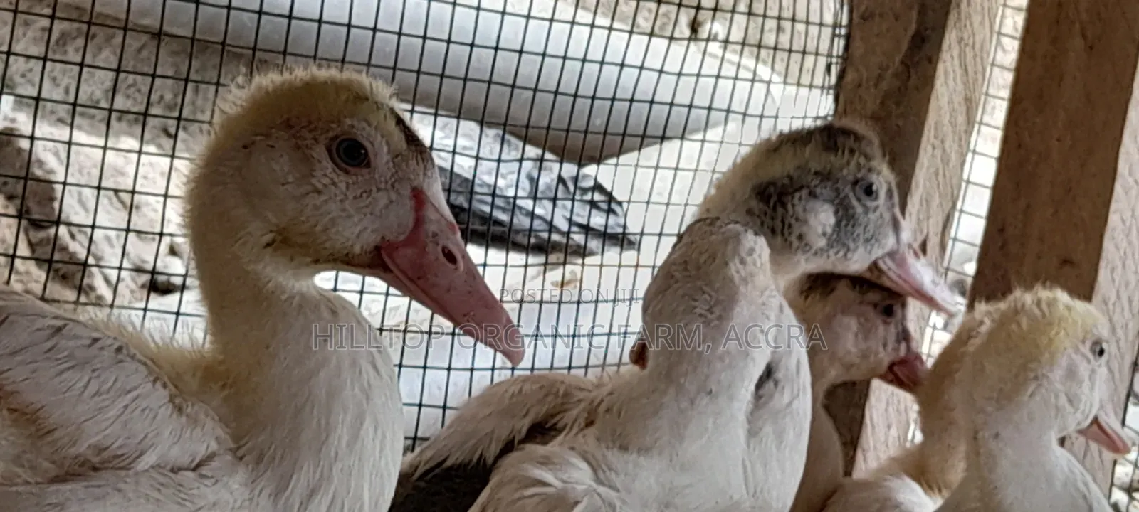 Ducklings for Sale (French Muscovy Pure Breed)