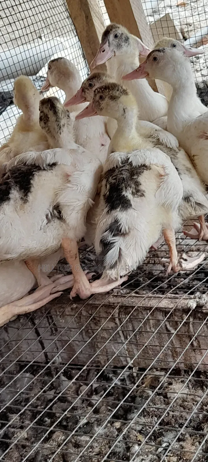 Ducklings for Sale (French Muscovy Pure Breed)