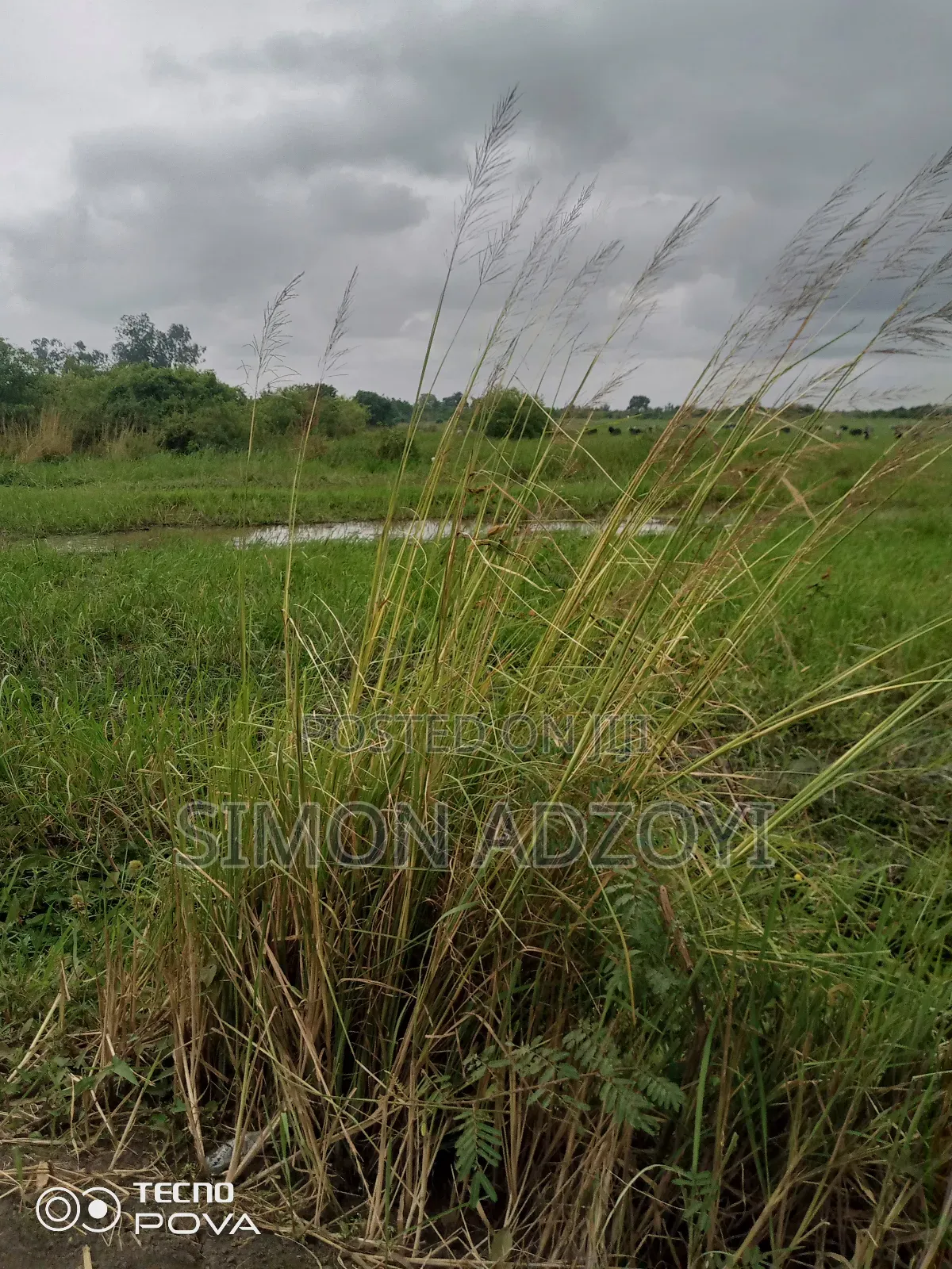 5000+ Acres of Rice Farming Land for Long Term Lease