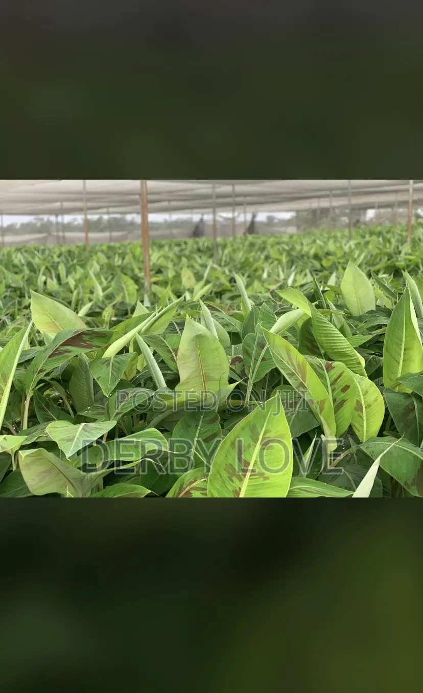 High- Quality Plantain Seedlings
