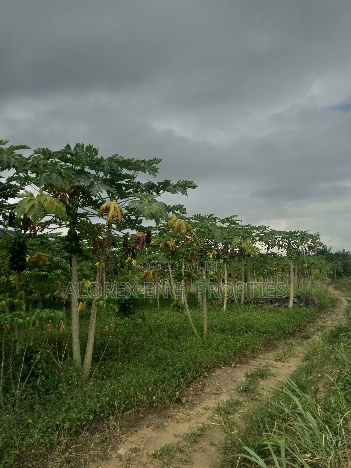 Acre of Land for Sale Aburi Nsawam Road