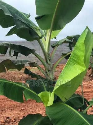 High- Quality Plantain Seedlings