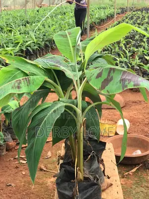 High- Quality Plantain Seedlings