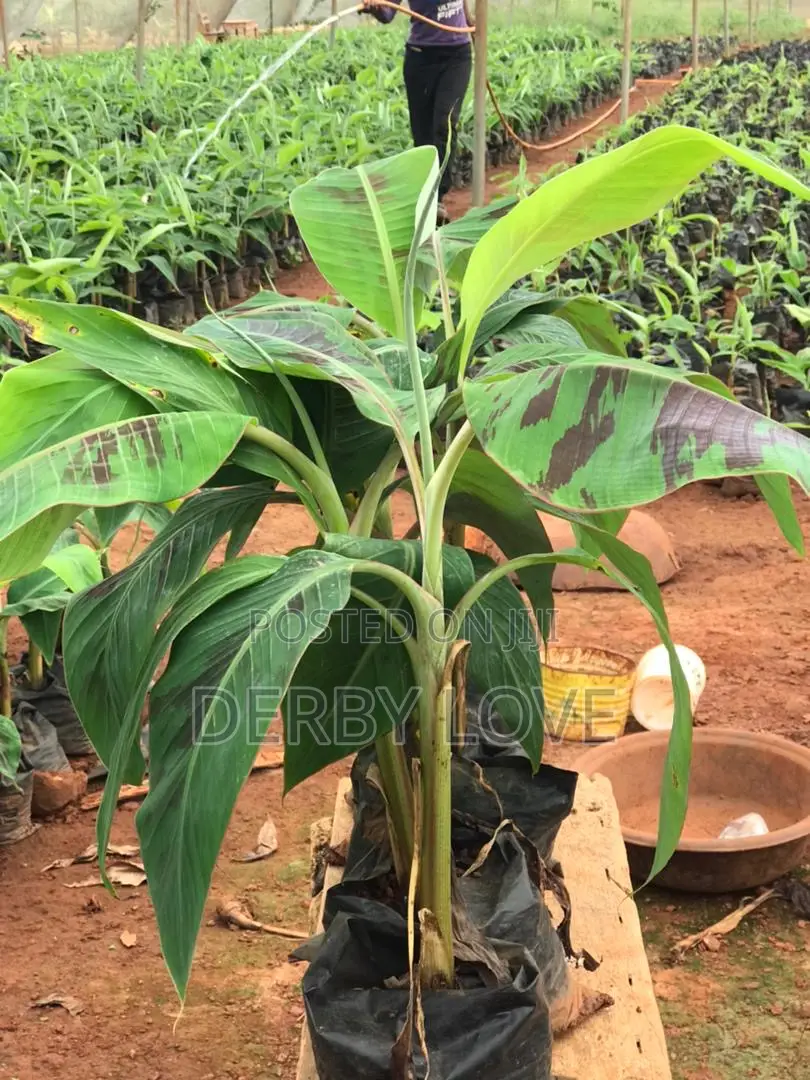 High- Quality Plantain Seedlings