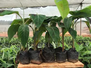 High- Quality Plantain Seedlings