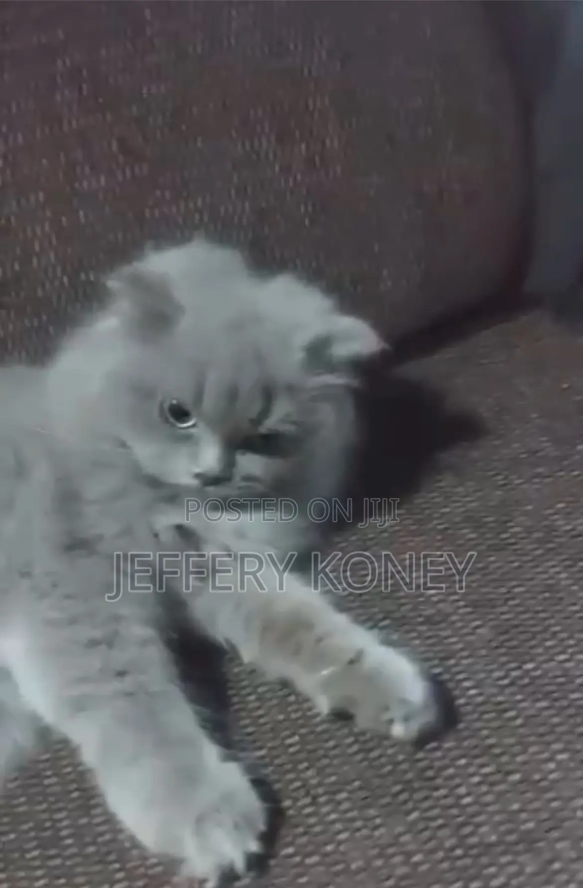 3-6 months Male Purebred Persian