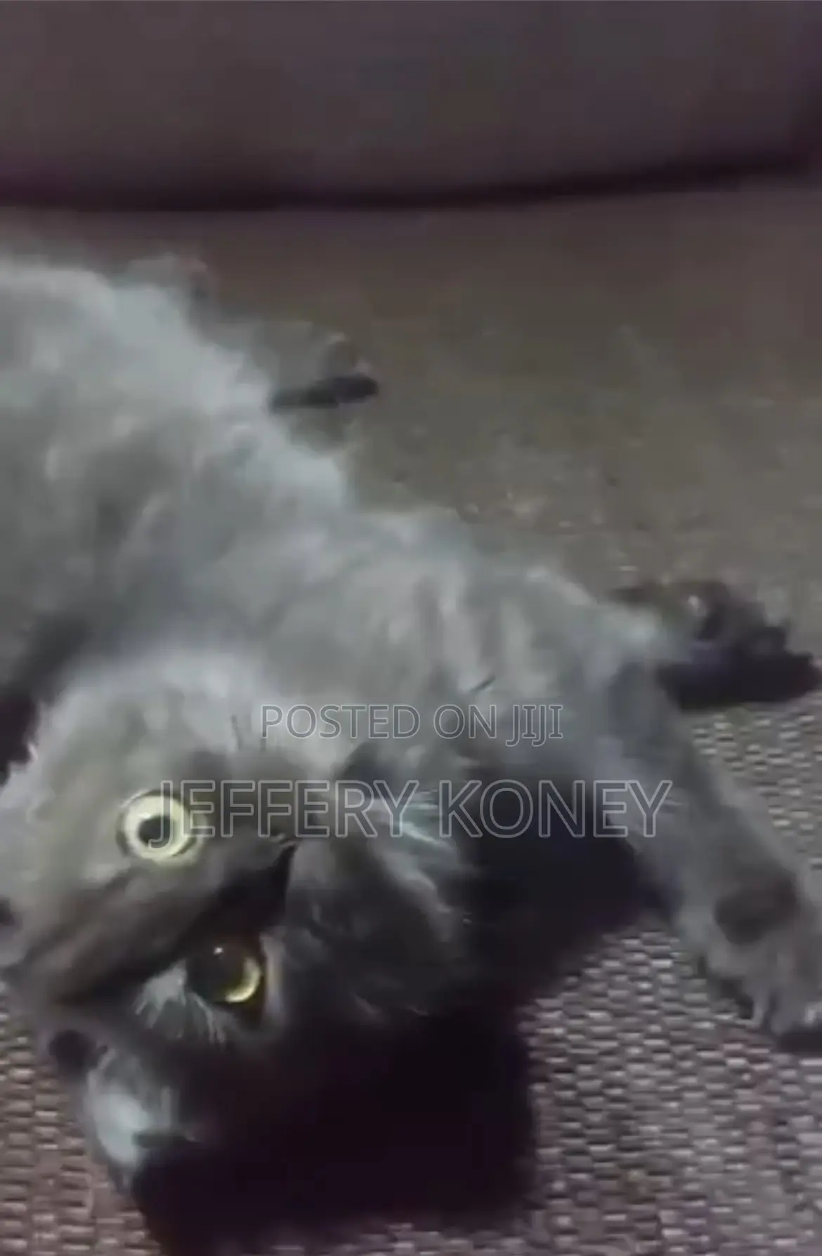 3-6 months Male Purebred Persian