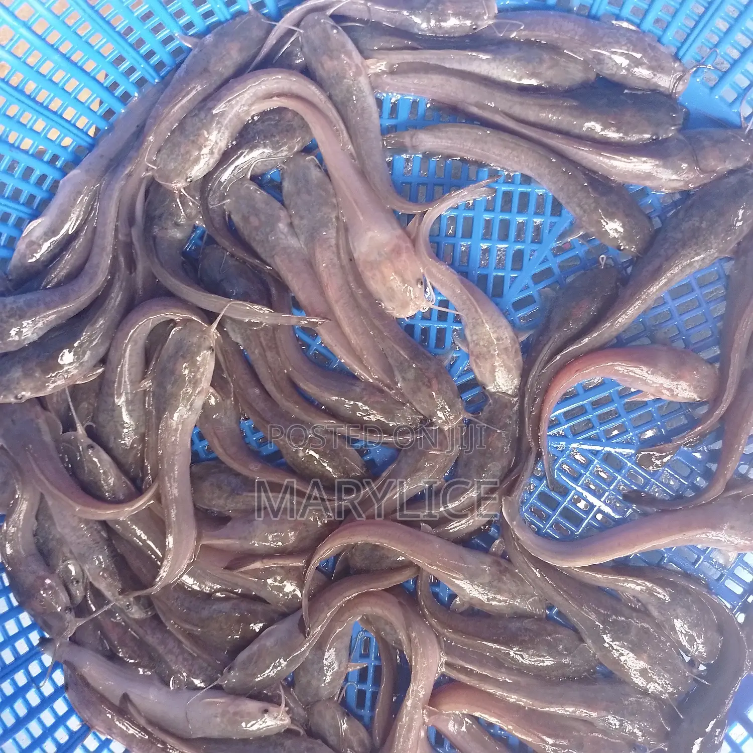 Fast-Growing and Healthy Catfish Are Available
