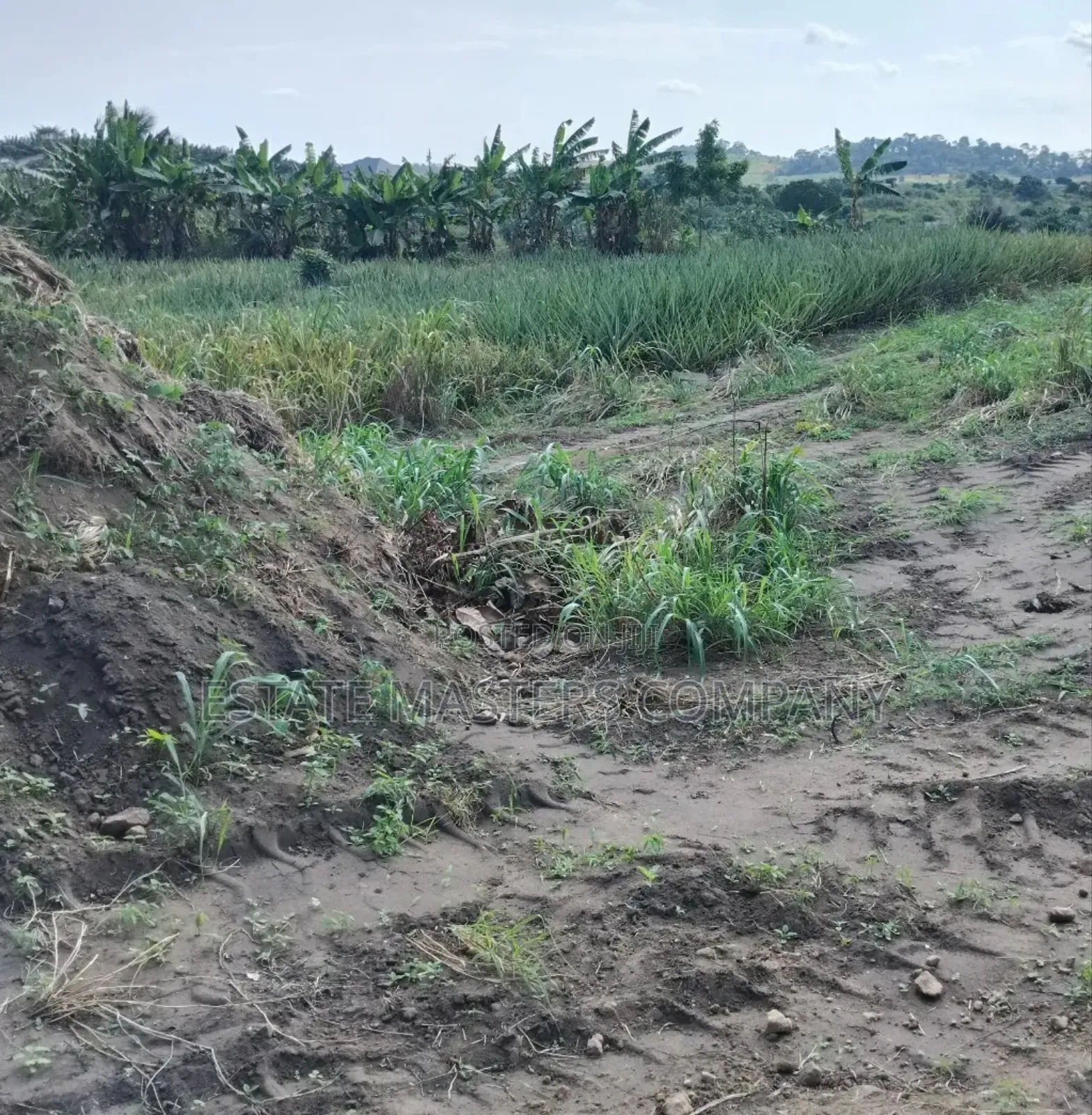 Own a Land With No Stumbling Block
