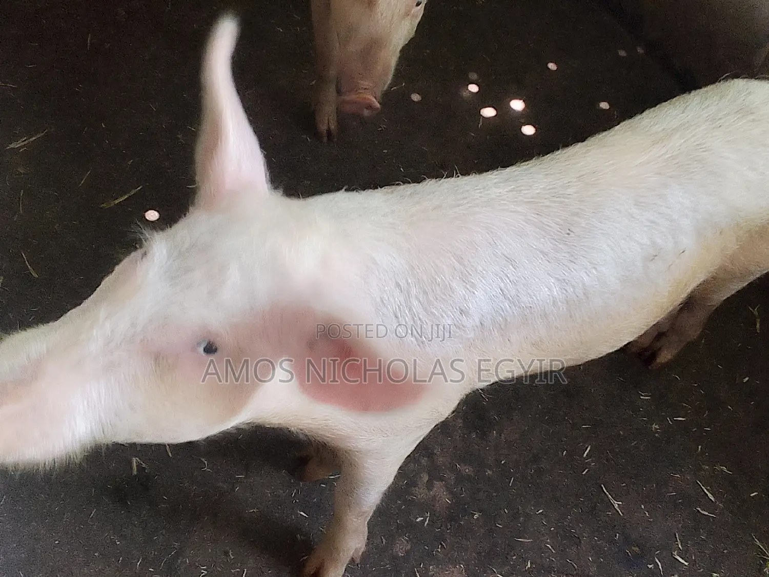 Pigs for Sale