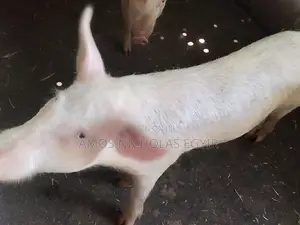 Pigs for Sale