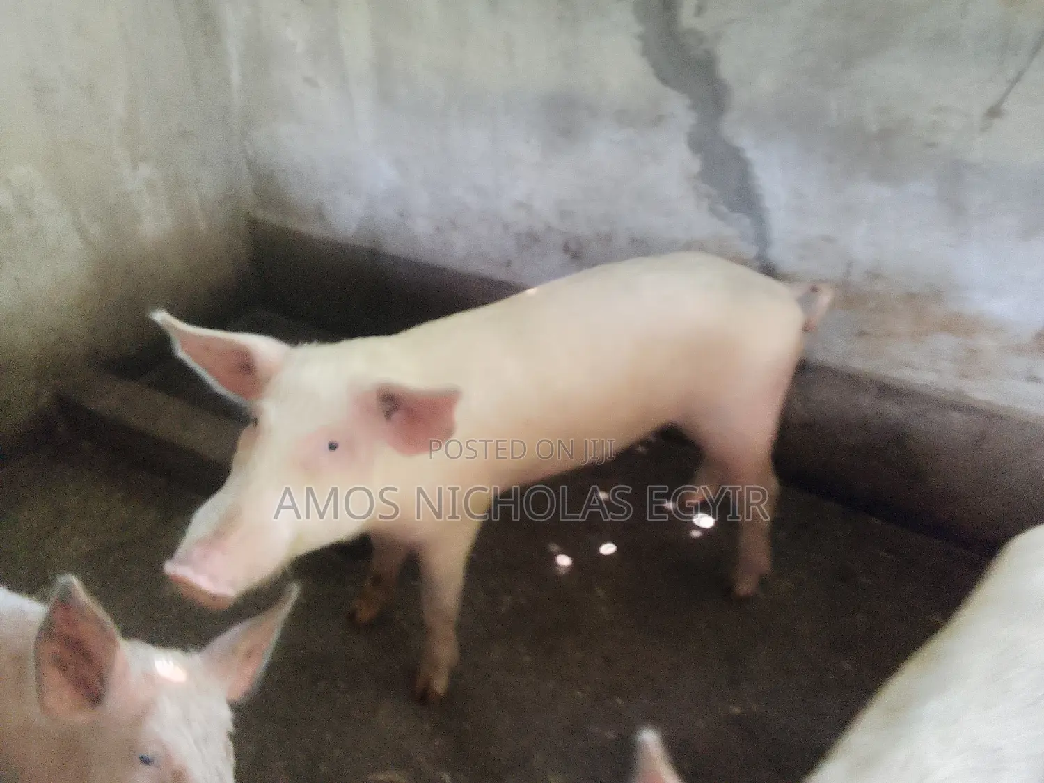 Pigs for Sale