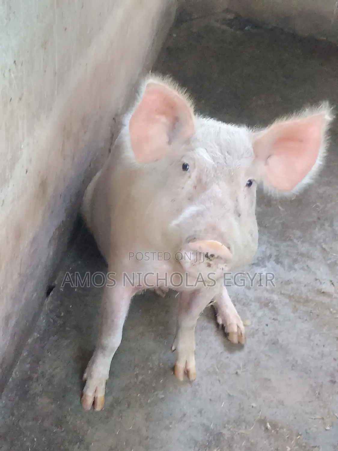 Pigs for Sale