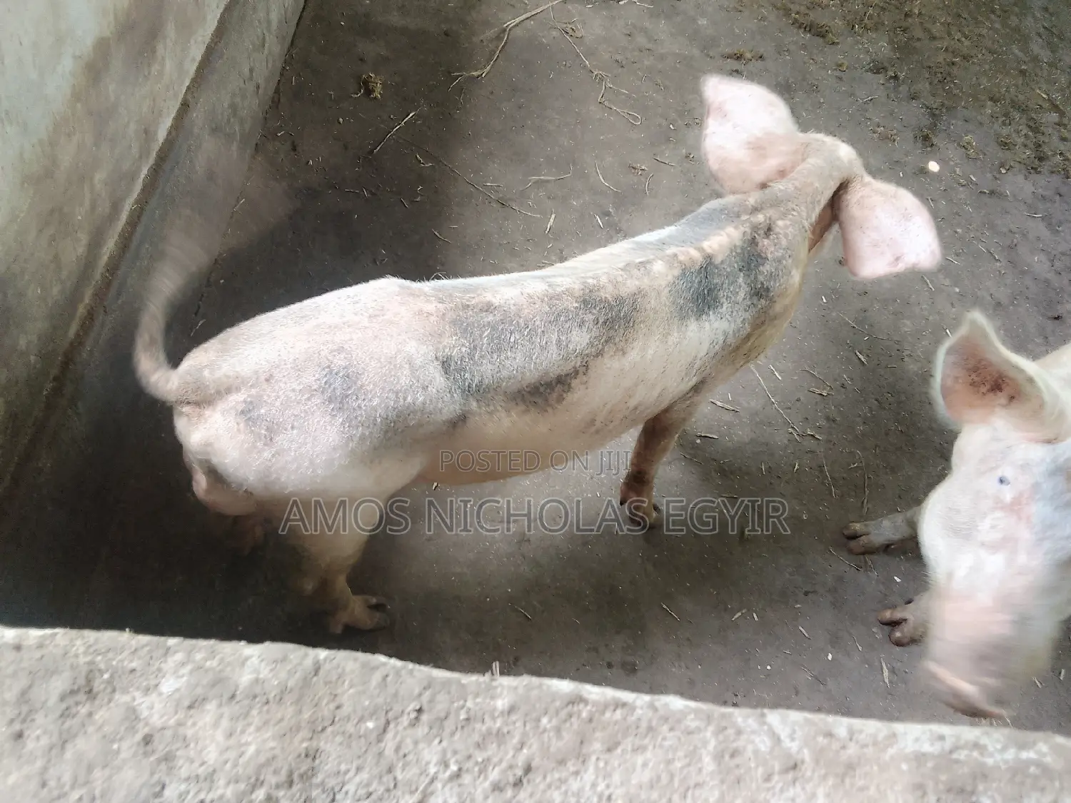 Pigs for Sale