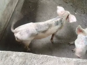 Pigs for Sale