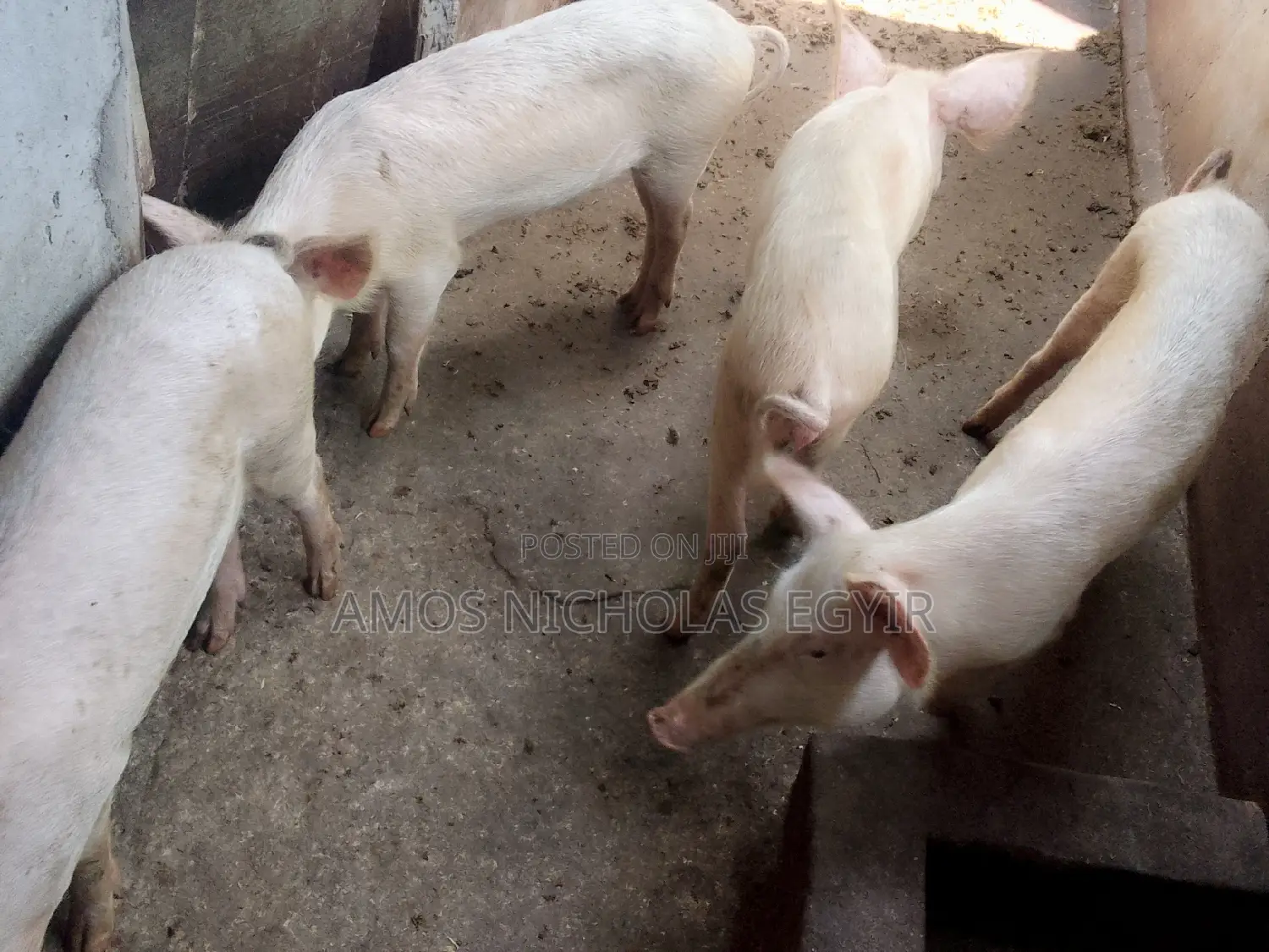 Pigs for Sale