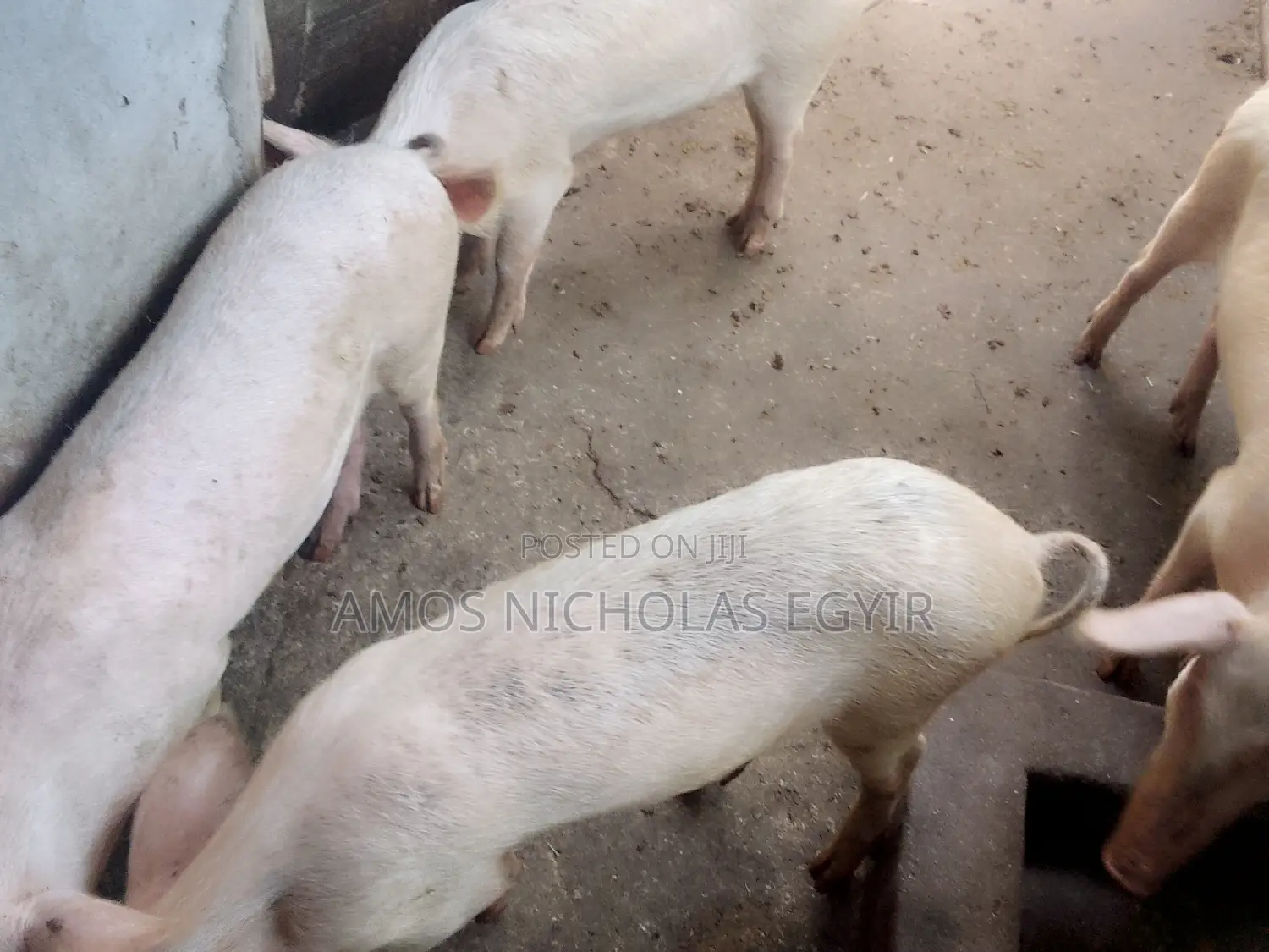Pigs for Sale